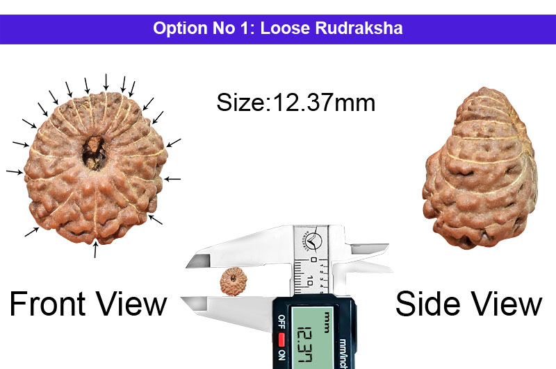 17 Mukhi Indonesian Rudraksha-RD-17-I-64-1