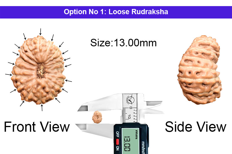 17 Mukhi Indonesian Rudraksha-RD-17-I-65-1