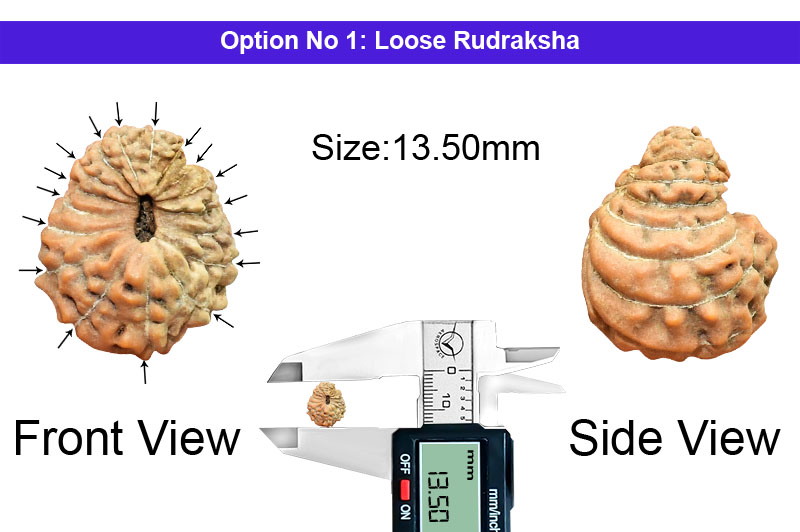 17 Mukhi Indonesian Rudraksha-RD-17-I-66-1