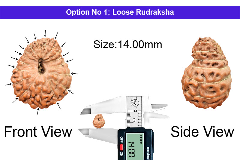 17 Mukhi Indonesian Rudraksha-RD-17-I-67-1