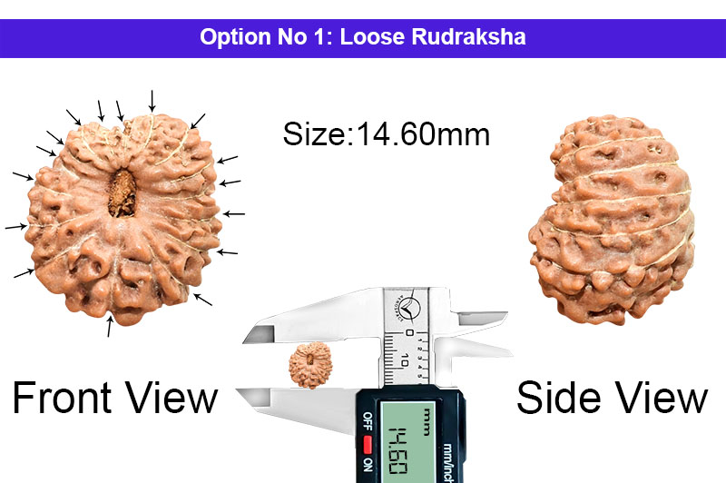 17 Mukhi Indonesian Rudraksha-RD-17-I-68-1