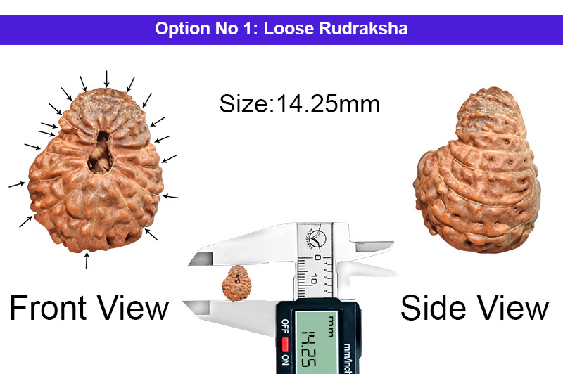 17 Mukhi Indonesian Rudraksha-RD-17-I-69-1