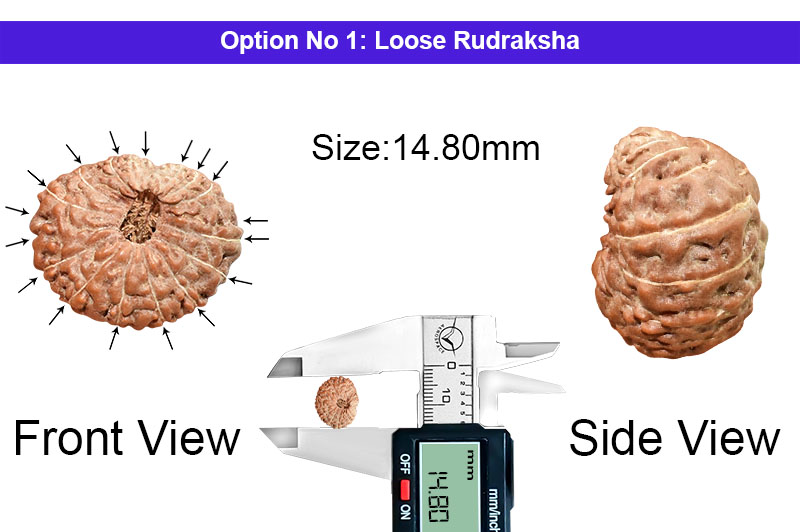 17 Mukhi Indonesian Rudraksha-RD-17-I-70-1