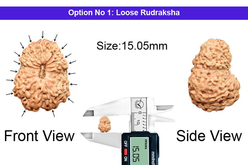 17 Mukhi Indonesian Rudraksha-RD-17-I-71-1