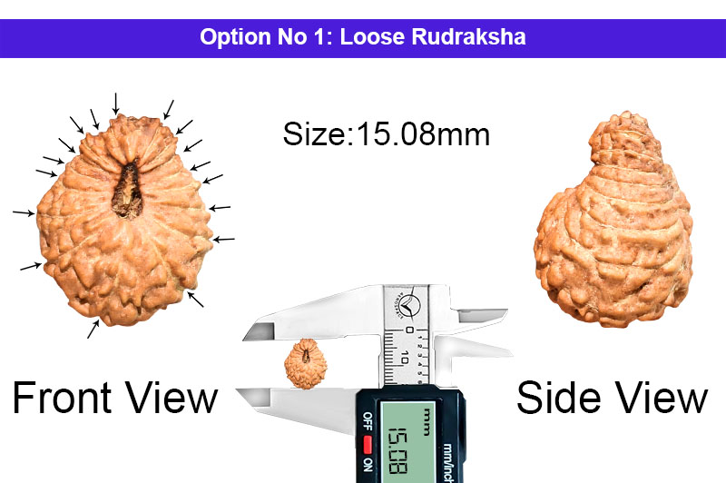 17 Mukhi Indonesian Rudraksha-RD-17-I-72-1