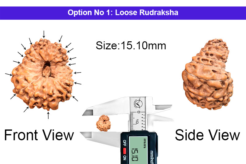 17 Mukhi Indonesian Rudraksha-RD-17-I-73-1