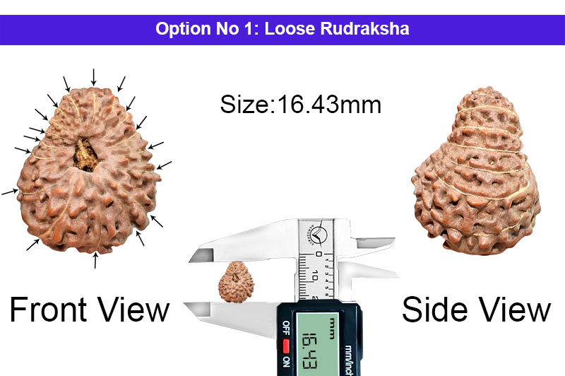 17 Mukhi Indonesian Rudraksha-RD-17-I-74-1