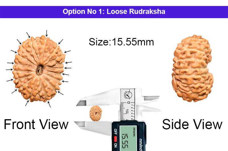 17 Mukhi Indonesian Rudraksha-RD-17-I-75-1