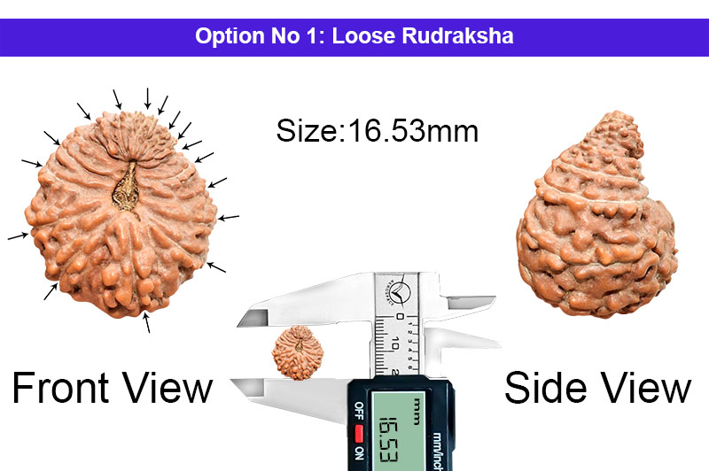 17 Mukhi Indonesian Rudraksha-RD-17-I-76-1