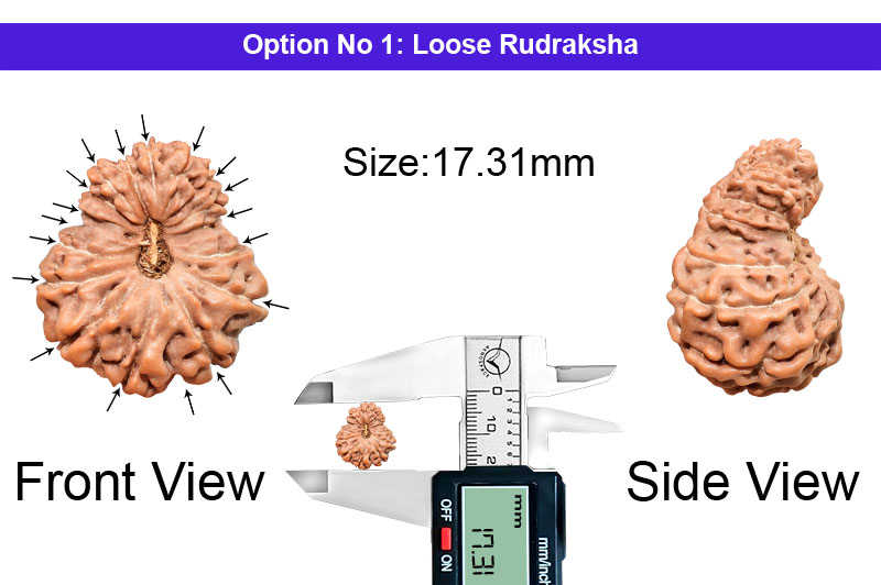17 Mukhi Indonesian Rudraksha-RD-17-I-77-1