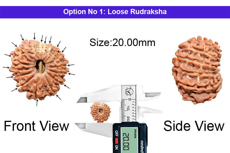17 Mukhi Indonesian Rudraksha-RD-17-I-78-1