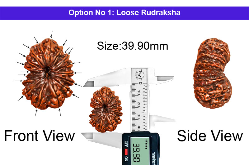 18 Mukhi Collector Nepali Rudraksha-RD-18-C-C-06-1