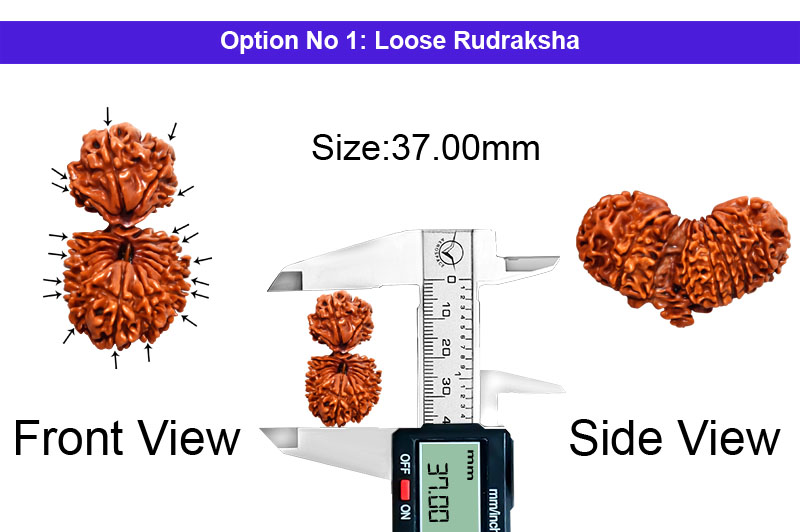 18 Mukhi Gauri Shankar Nepali Rudraksha-RD-18-C-C-08-1