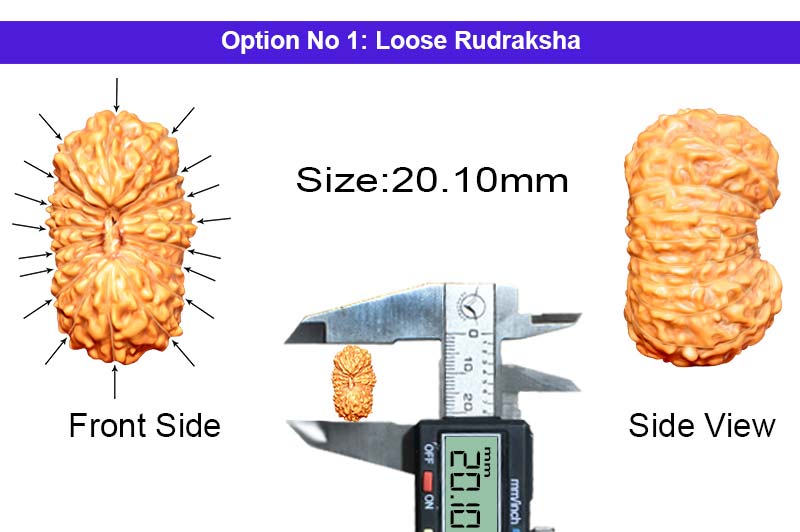 18 Mukhi Indonesian Rudraksha-RD-18-I-11-1