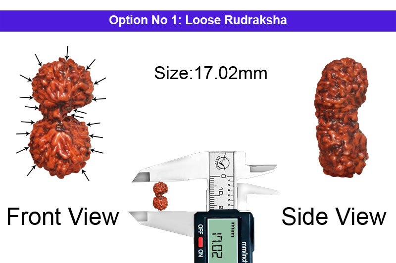 18 Mukhi Gauri Shankar Indonesian Rudraksha-RD-18-I-14-1