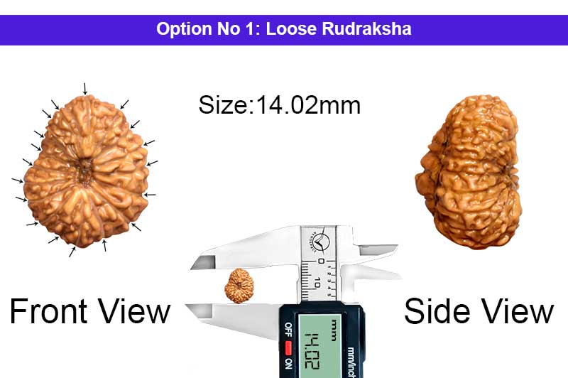 18 Mukhi Indonesian Rudraksha-RD-18-I-23-1