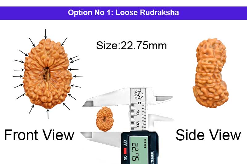 18 Mukhi Indonesian Rudraksha-RD-18-I-24-1