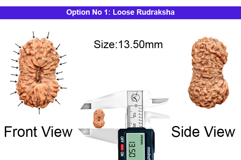 18 Mukhi Indonesian Rudraksha-RD-18-I-28-1