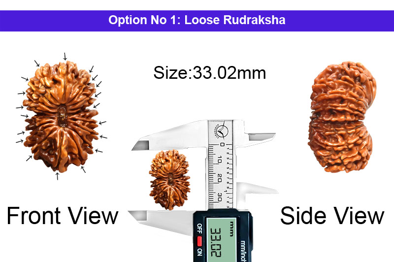 19 Mukhi Collector Nepali Rudraksha-RD-19-C-A-03-1