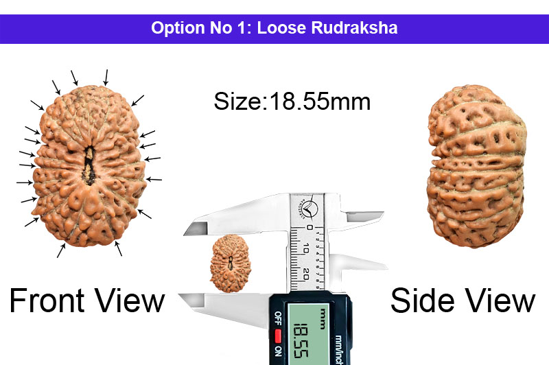 19 Mukhi Indonesian Rudraksha-RD-19-I-18-1