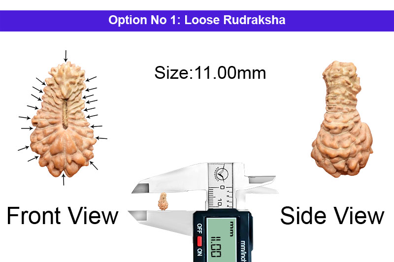 19 Mukhi Indonesian Rudraksha-RD-19-I-19-1