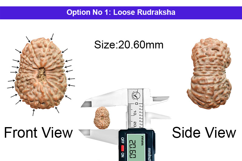 19 Mukhi Indonesian Rudraksha-RD-19-I-20-1