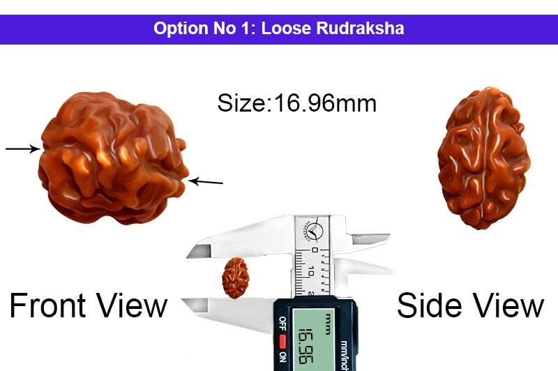 2 Mukhi Collector Normal Nepali Rudraksha-RD-2-B-100-1