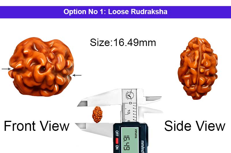2 Mukhi Collector Normal Nepali Rudraksha-RD-2-B-101-1
