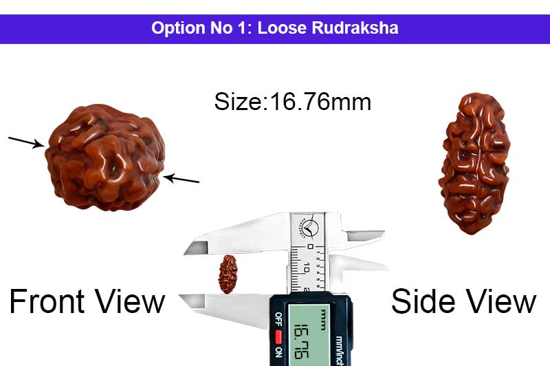 2 Mukhi Collector Normal Nepali Rudraksha-RD-2-B-102-1
