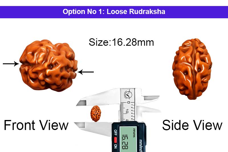 2 Mukhi Collector Normal Nepali Rudraksha-RD-2-B-104-1