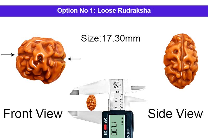 2 Mukhi Collector Normal Nepali Rudraksha-RD-2-B-106-1
