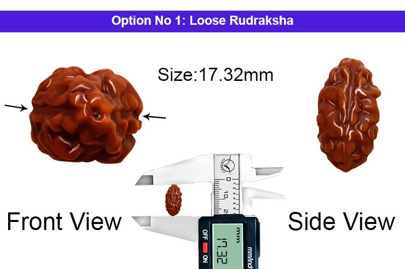 2 Mukhi Collector Normal Nepali Rudraksha-RD-2-B-107-1