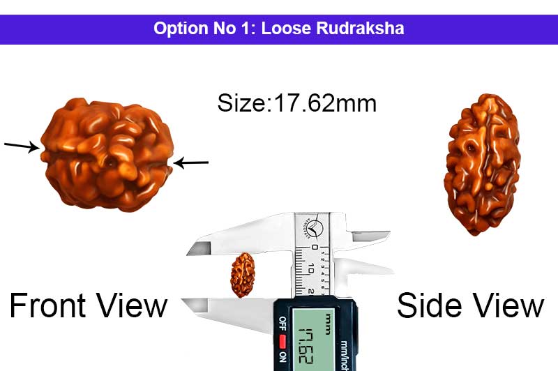 2 Mukhi Collector Normal Nepali Rudraksha-RD-2-B-109-1