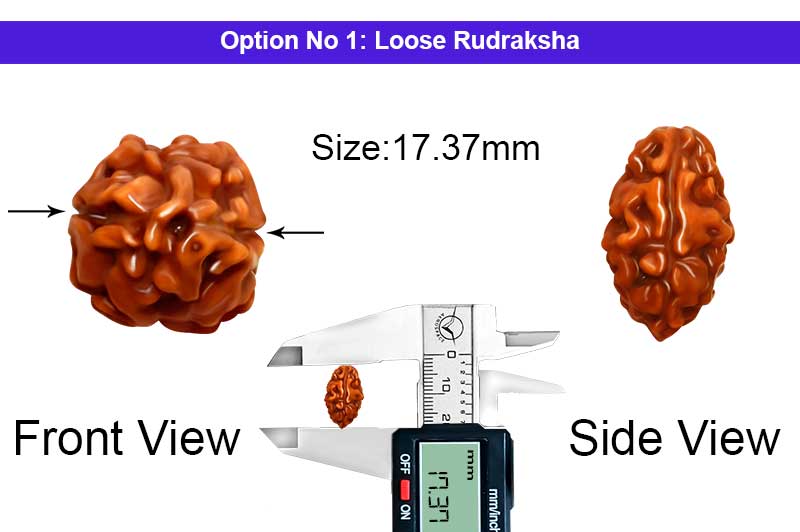2 Mukhi Collector Normal Nepali Rudraksha-RD-2-B-110-1