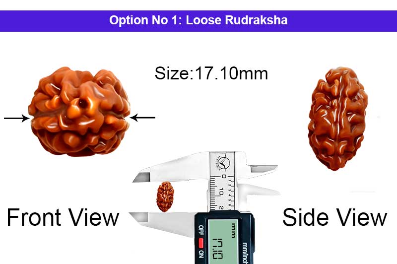 2 Mukhi Collector Normal Nepali Rudraksha-RD-2-B-111-1