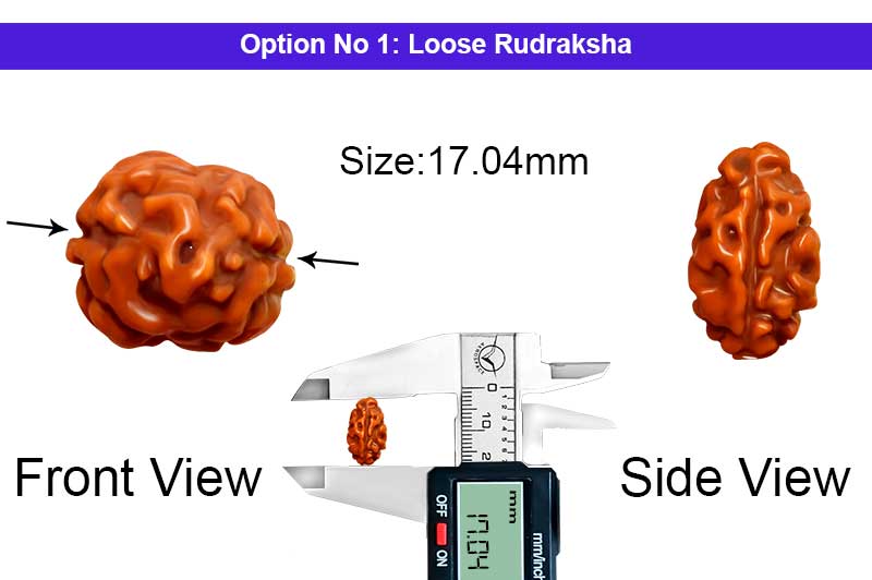2 Mukhi Collector Normal Nepali Rudraksha-RD-2-B-112-1