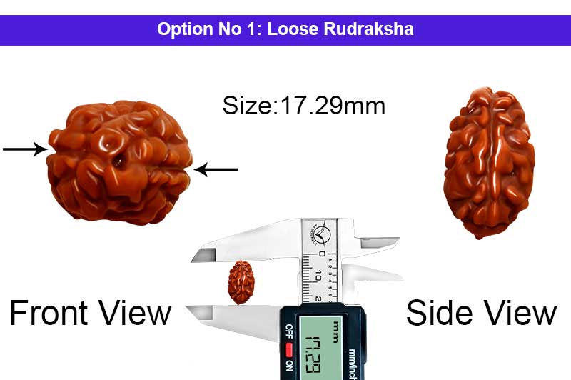 2 Mukhi Collector Normal Nepali Rudraksha-RD-2-B-113-1