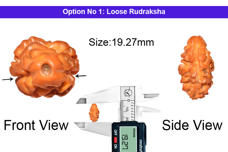 2 Mukhi Collector Nepali Rudraksha-RD-2-B-34-1