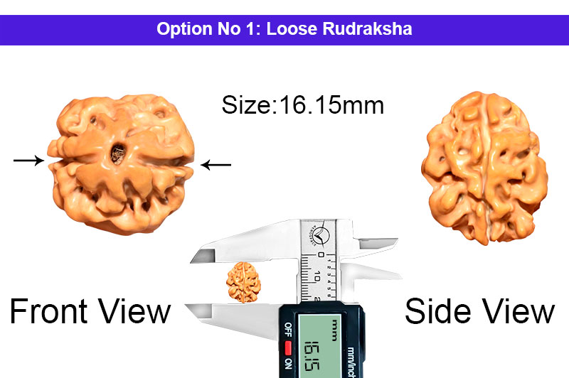 2 Mukhi Collector Nepali Rudraksha-RD-2-B-35-1