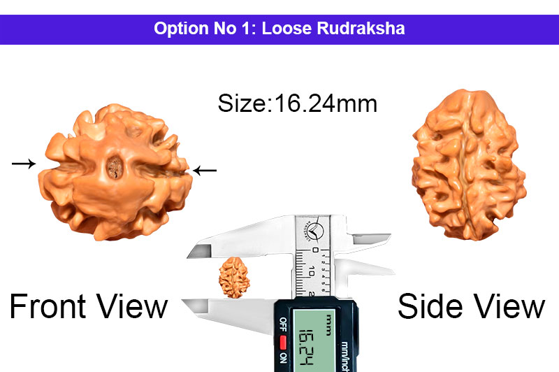 2 Mukhi Collector Nepali Rudraksha-RD-2-B-36-1