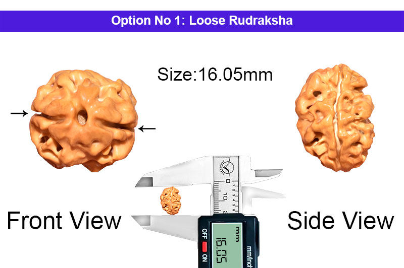 2 Mukhi Collector Nepali Rudraksha-RD-2-B-37-1