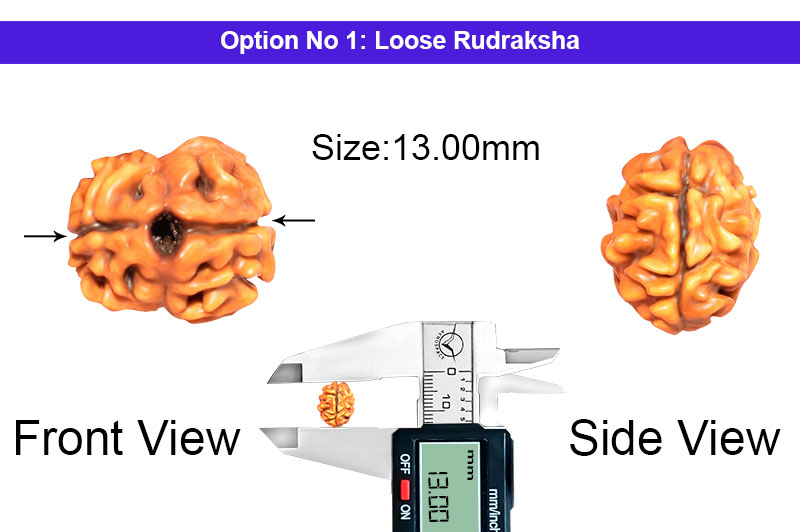 2 Mukhi Collector Nepali Rudraksha-RD-2-B-40-1