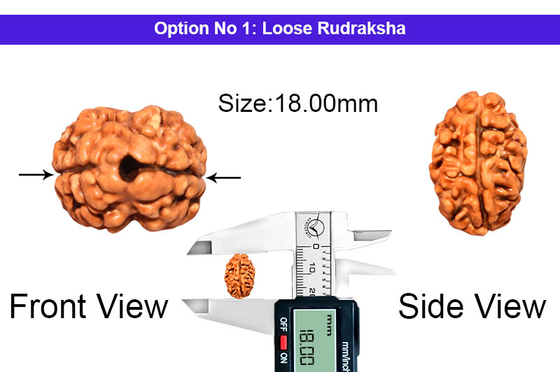 2 Mukhi Collector Nepali Rudraksha-RD-2-B-41-1