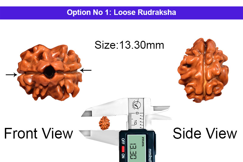 2 Mukhi Collector Nepali Rudraksha-RD-2-B-43-1