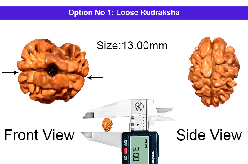 2 Mukhi Collector Nepali Rudraksha-RD-2-B-45-1