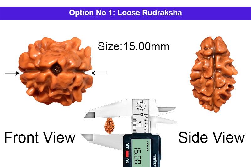 2 Mukhi Collector Nepali Rudraksha-RD-2-B-46-1