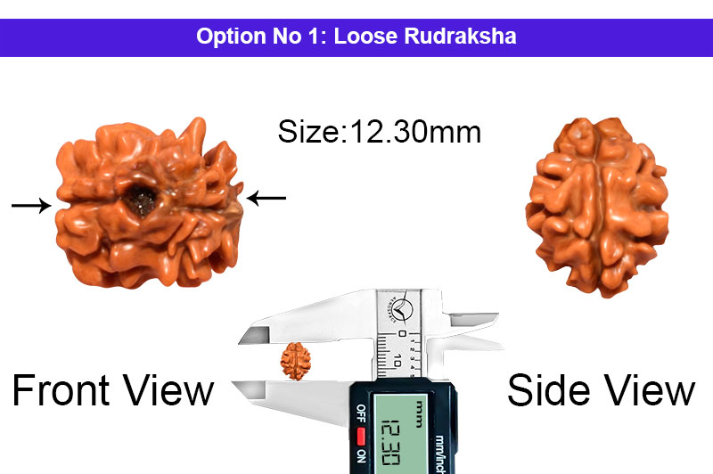 2 Mukhi Collector Nepali Rudraksha-RD-2-B-52-1