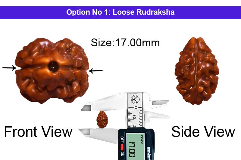 2 Mukhi Collector Nepali Rudraksha-RD-2-B-61-1