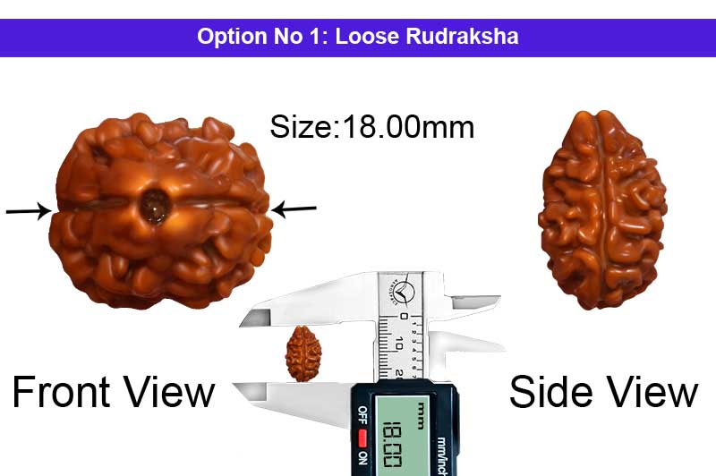 2 Mukhi Collector Nepali Rudraksha-RD-2-B-65-1