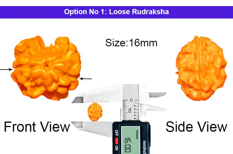 2 Mukhi Super Collector Rudraksha-RD-2-C-39-1